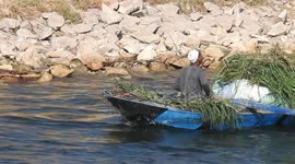 Villager in rowing boat transporting grass at Nile river, Egypt
