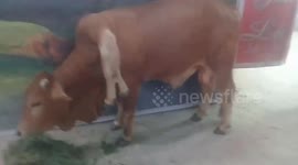 Bizarre cow born with SIX legs and TWO tails in Vietnam
