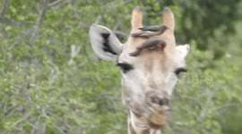 Giraffes & Oxpeckers at Kruger National Park, South Africa