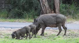 Female Warthog with his two young ones in Kruger National Park South Africa