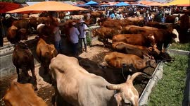 COW AND GOAT HUNTED CITIZENS