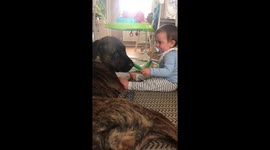 Baby and dog playing while baby laughs with delight.