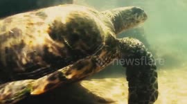 Latin America's wildlife seems thriving amid COVID-19 pandemic