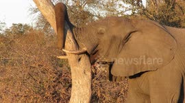 Very tired elephant is determined to sleep wherever he can