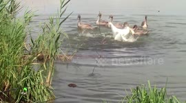 Swans, family, young, pond, water, swim, fight, nets, white, ptah, biology, nature, summer,