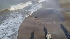 Rescued sea lions and sea elephant return to sea in Argentina