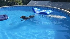 Adorable Rottweiler cools off in swimming pool on swelter summer day in Ohio