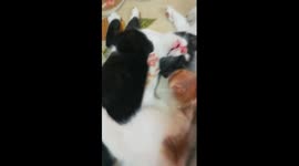 Brother Play With Sleep Sister