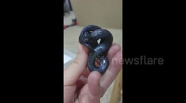 Beautiful Mexican Black kingsnake looks like a sculpture