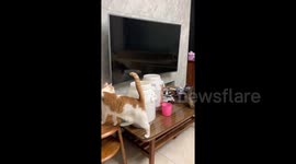 The mika cat opened the dry food box herself