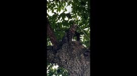The cat afraid of funny heights episode 1