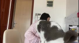 The fat cat easily stumbles