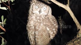 Get up close and personal with an owl in South Africa