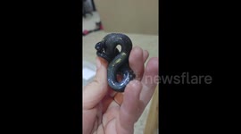 Stunning baby snake looks like a sparkling piece of jewellery