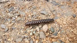 Unique Strange Animal