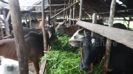 Welcoming Eid al-Adha, sacrificial animal sellers are found on the streets