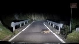 Dashcam catches young fox crossing road at night in the Swiss Alps