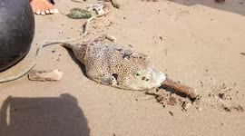 Indonesian fisherman reel in toxic puffer fish, which is 1200 times more deadly than cyanide