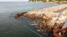 Large Plate-Sized Turtles Cross the Bridge