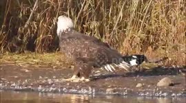 Magpies disturbing a bald eagle eating his snack by pulling his feathers