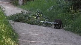 A beaver carrying a tree branch across the road and down to the river. It was pretty cool.