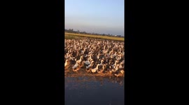 The man controlled 10,000 ducks moved across the field back to the farm