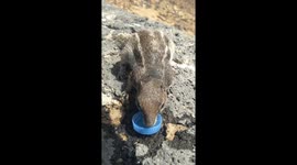 A lovely Squirrel
