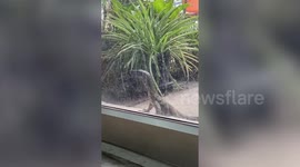 Wild monitor lizard greets pet dog at patio door