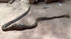 Wild python caught after eating prized rooster on farm in Thailand