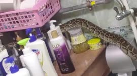 Chinese resident panics as python sneaks into bathroom on 8th floor of building