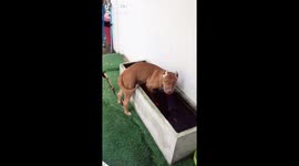 Barbie, naughty bulldog with the pond