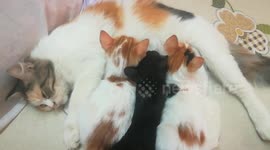 Cute Egyptian Kitty Feeds Her Triplets