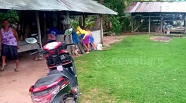 Mutant frog with four arms worshipped by locals in north eastern Thailand