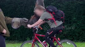 CLOSE CALL! Raptor Has Nail-Biting Encounter With Oblivious Cyclist