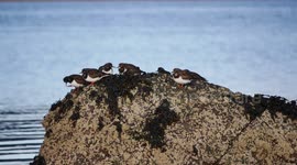 Flock of Turnstones ( Arenaria interpres ) on a rock Loch Fleet Scotland UK