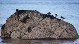 Flock of Turnstones ( Arenaria interpres ) on a rock Loch Fleet Scotland UK
