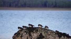 Flock of Turnstones ( Arenaria interpres ) on a rock Loch Fleet Scotland UK