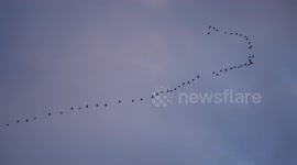 Flock of Greylag geese in flight