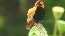 Red Bishops (Orange Bishops) at Durban Botanic Gardens, South Africa.
