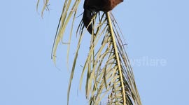 Fruit Bats(flying fox) in Sri Lanka
