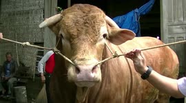Indonesian president's sacrificial bull unveiled for Eid al-Adha