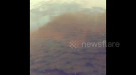 Catch and release of a baby shark in Mission Bay