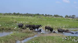 Water Buffaloes Walking in the creek with Birds on Back. Bundala, Sri Lanka