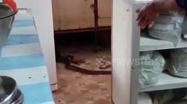 Frog gets stuck in metal fence gaps while fleeing snake