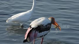 Stork swallows shrimp for quick snack in Sri Lanka