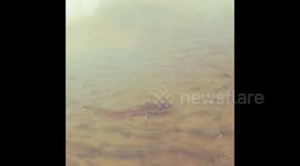 Baby shark da..da..da..dances away after being released from rod in San Diego