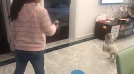 French pug participates in playful version of ping pong with child in China