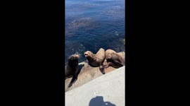 Seals Arguing