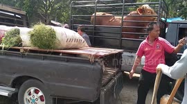 Towards Eid al-Adha, livestock markets in Batusangkar, West Sumatra are crowded with buyers