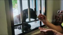 funny action of a month-old goat asking to eat through the window of his employer's room